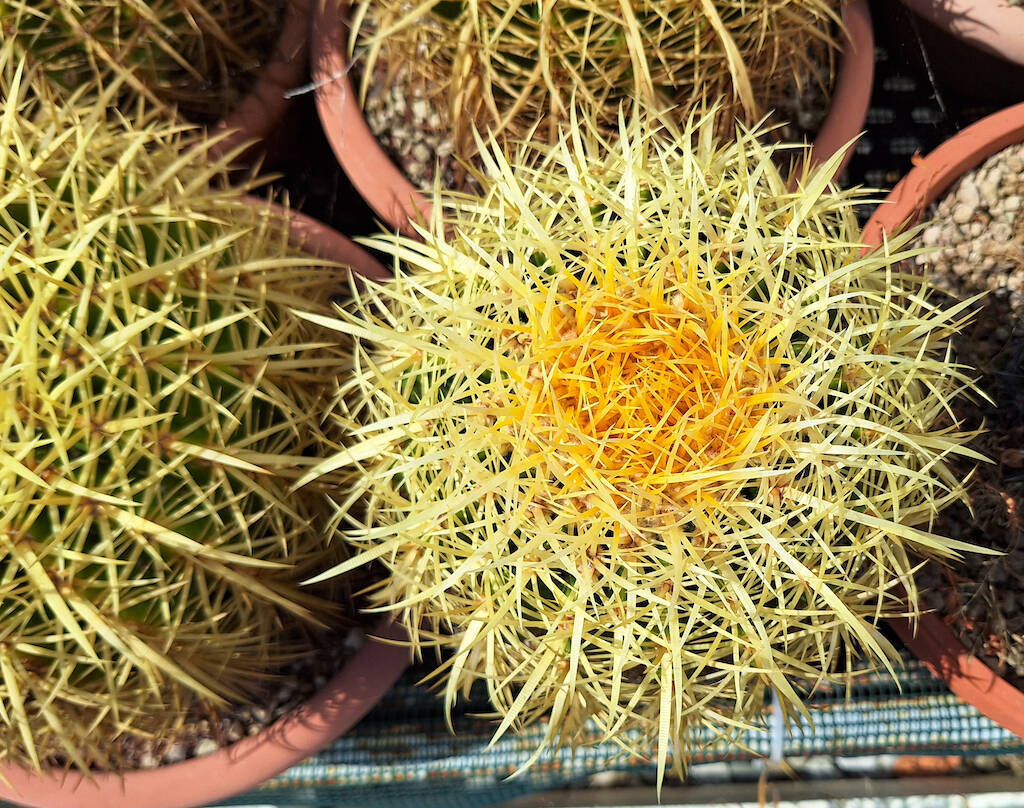 Here is the story of an Echinocactus grusonii born to lose but alive to win!