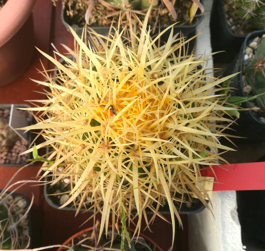 Echinocactus grusonii Ale