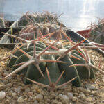 Echinocactus texensis