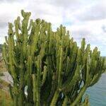 Euphorbia in piena terra a Bordighera