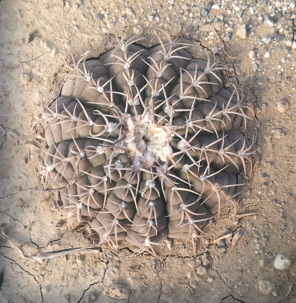 Gymnocalycium sp.