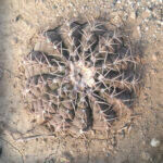 Gymnocalycium sp.