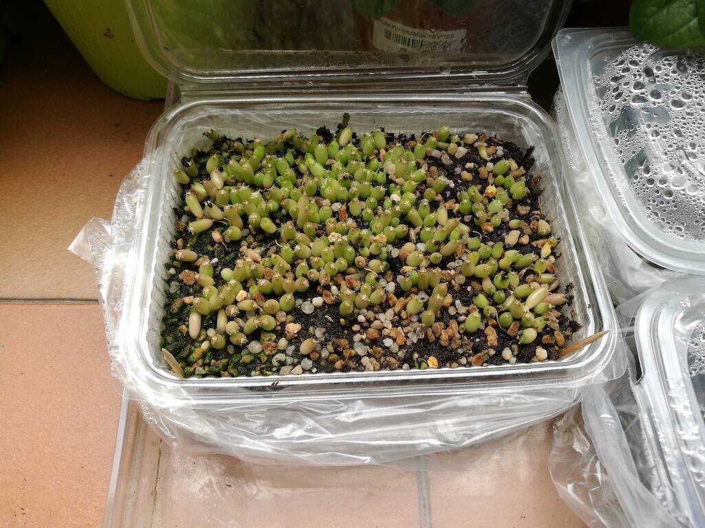 Semina 2023: semenzali di Echinocactus parryi a un mese e mezzo dalla nascita
