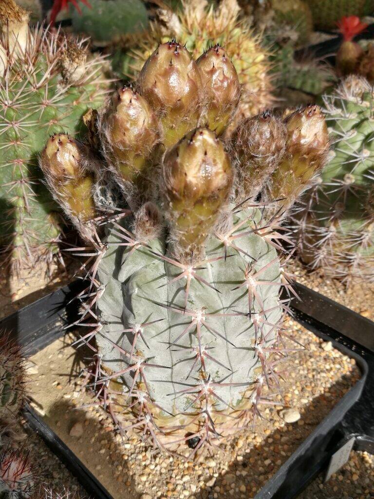 Acanthocalycium glaucum