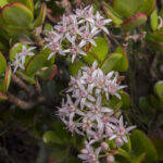 Crassula ovata in fiore