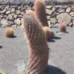 Giardino Lanzarote