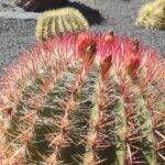 Giardino dei Cactus Lanzarote