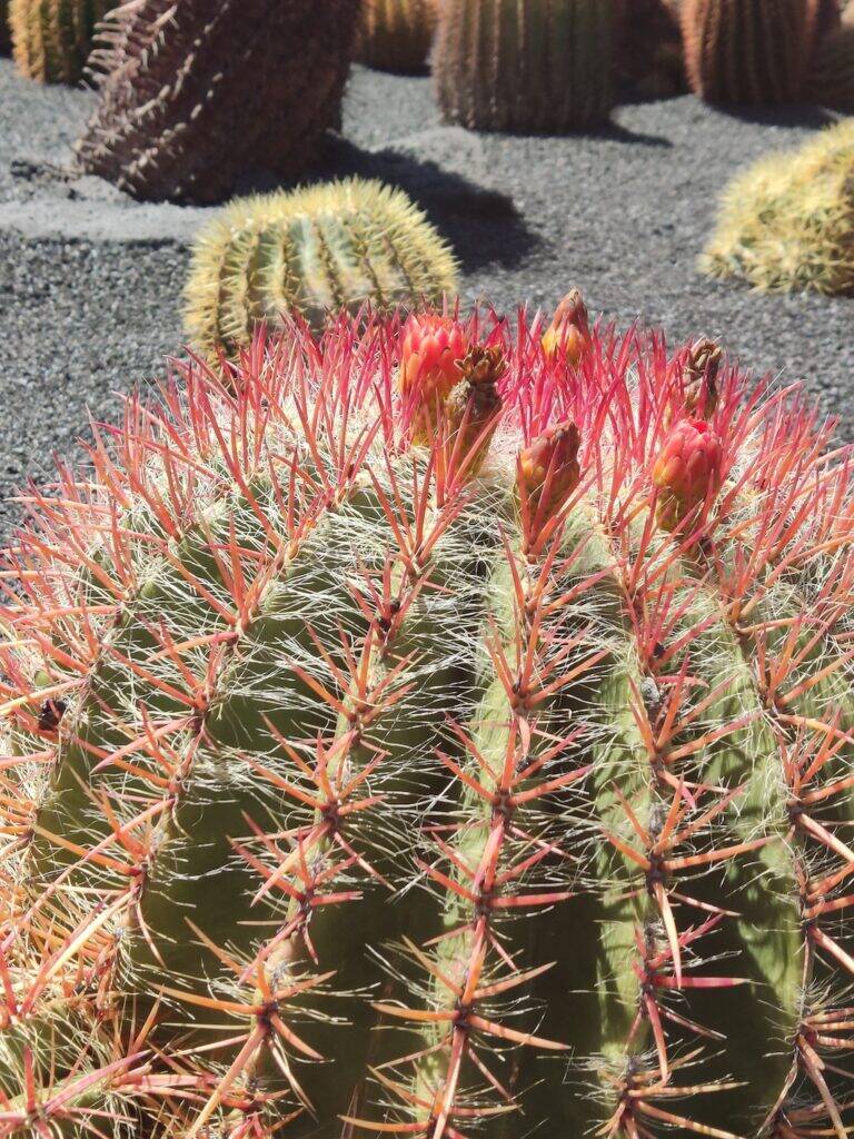 Giardino dei Cactus Lanzarote