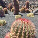 Giardino Lanzarote