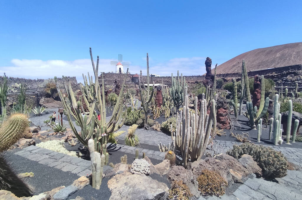 Vi portiamo con noi in un eccezionale “tour fotografico” nel Giardino dei Cactus di Lanzarote