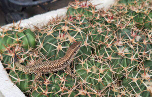 Lucertola su Echinocactus texensis