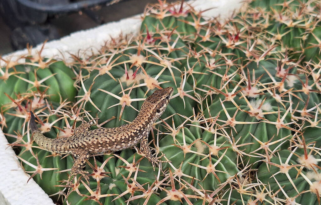 Lucertola su Echinocactus texensis