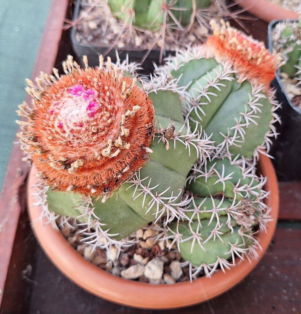 Melocactus matanzanus accestito