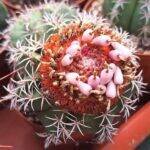 Melocactus matanzanus con frutti