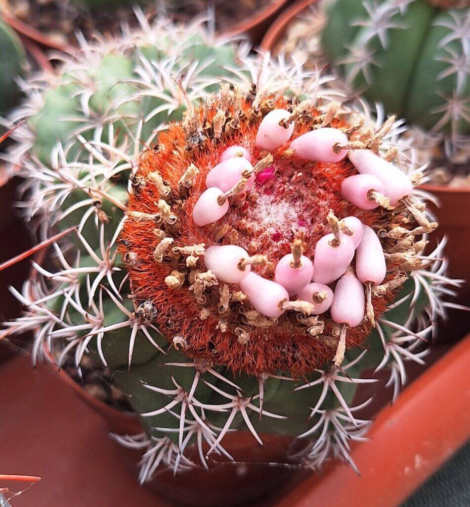 Melocactus matanzanus con frutti