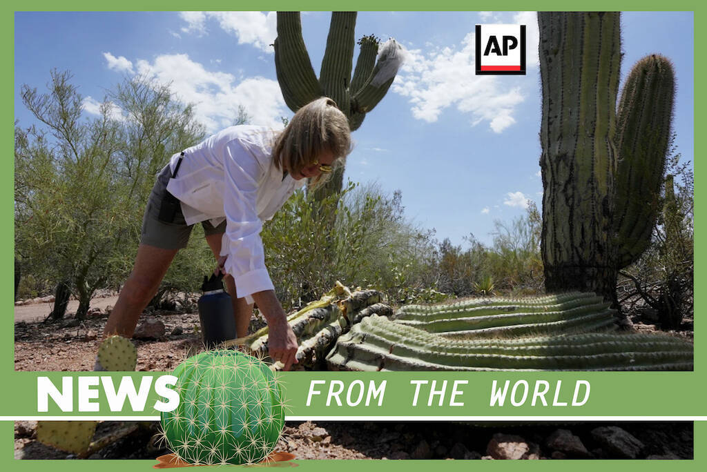 In Arizona the extreme heat is killing the giant “Saguaros”, the “Kings of the desert”