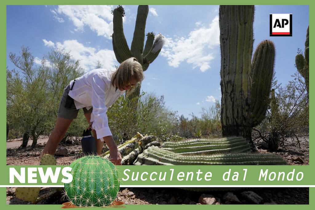 Sembra assurdo ma è la realtà: in Arizona il caldo estremo sta abbattendo i “Saguaro”, i “Re del deserto”