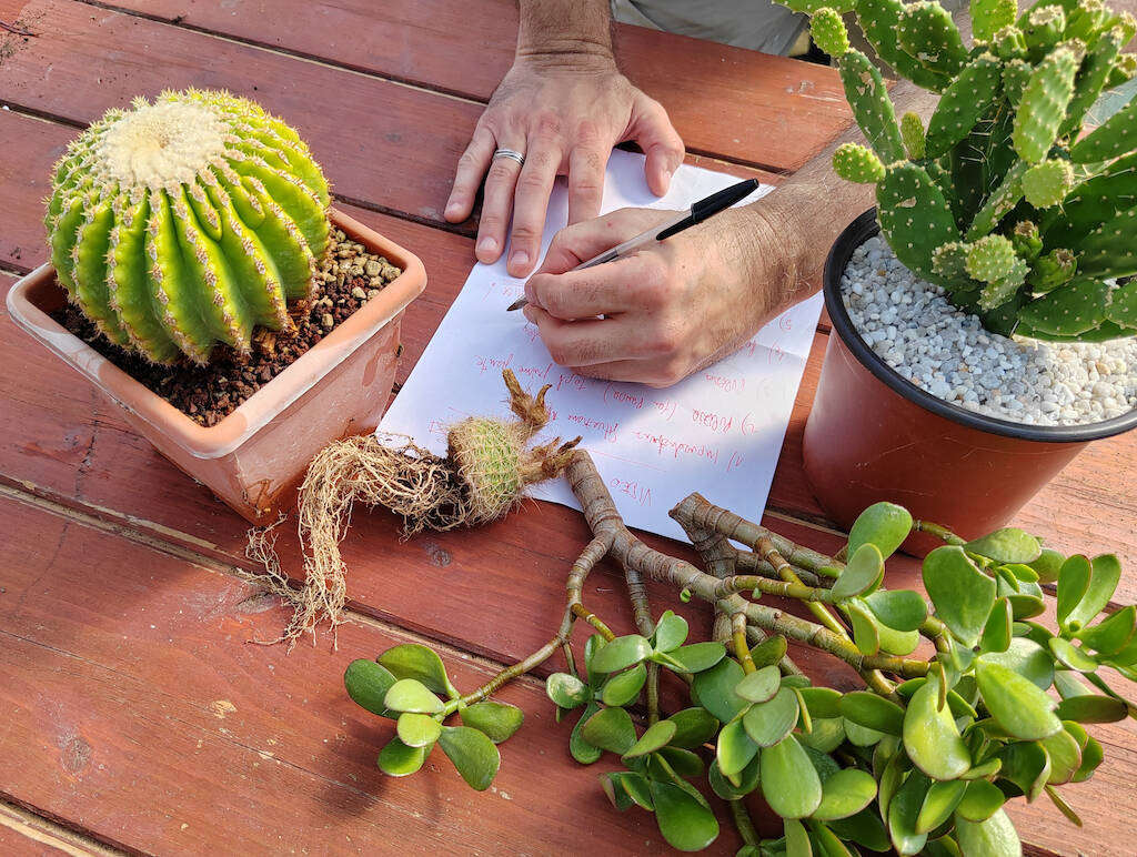 Vademecum dieci cose da sapere sui cactus