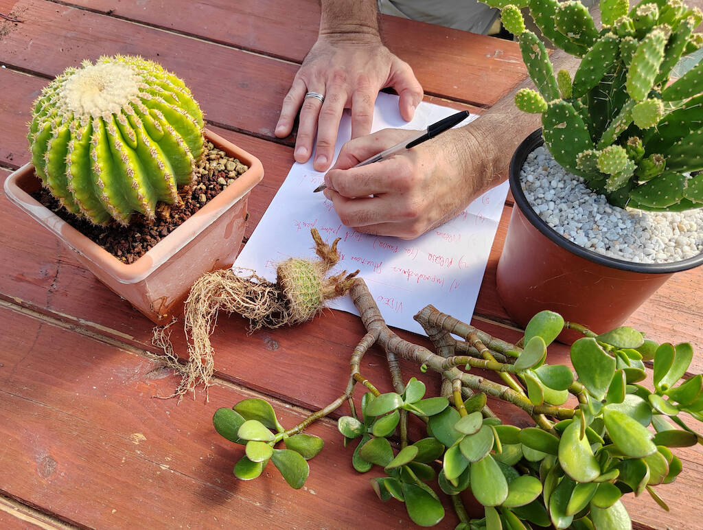 How to grow cactus: the handbook with the 10 things you absolutely need to know to avoid mistakes