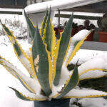 Agave sotto la neve