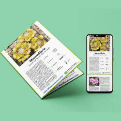 Mammillaria cover