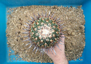 Rinvaso Stenocactus