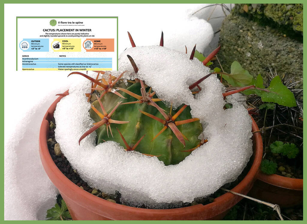 Succulents in winter handbook