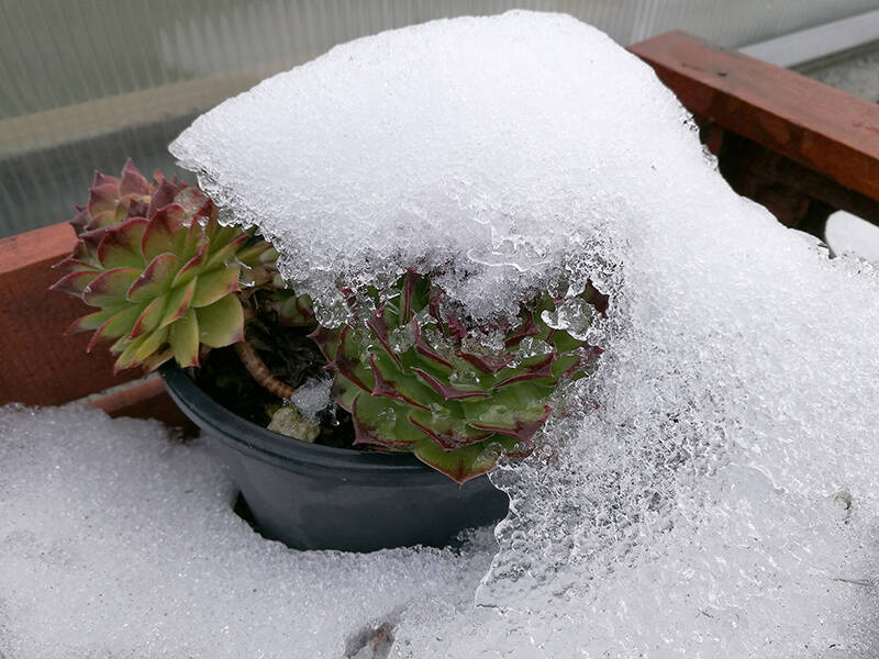 Cactus e piante grasse a quali temperature
