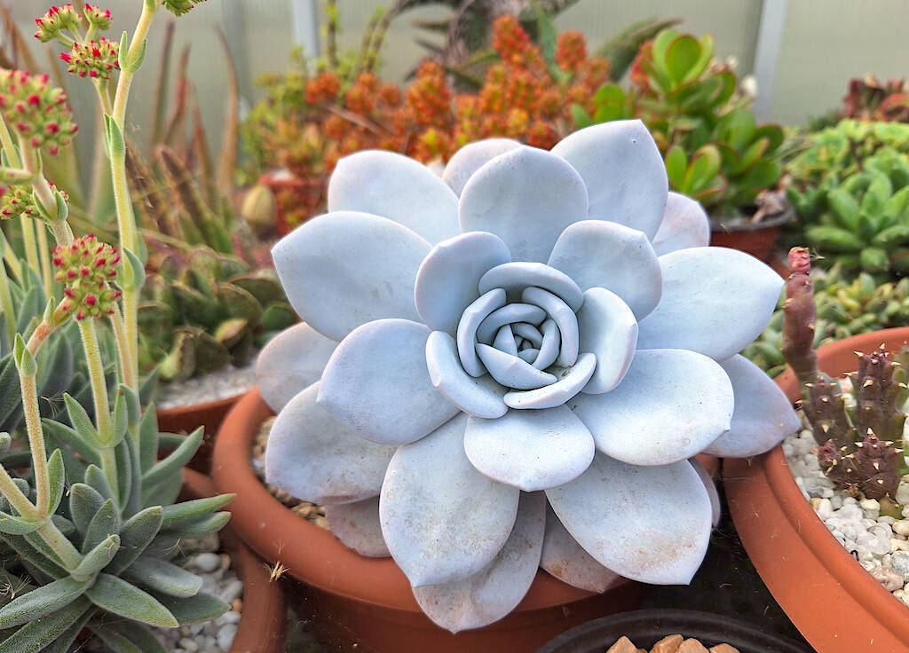 Splendida ma… intoccabile: Echeveria laui, quando il cielo si specchia in una pianta succulenta