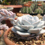 Echeveria laui