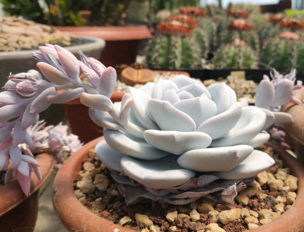 Echeveria laui