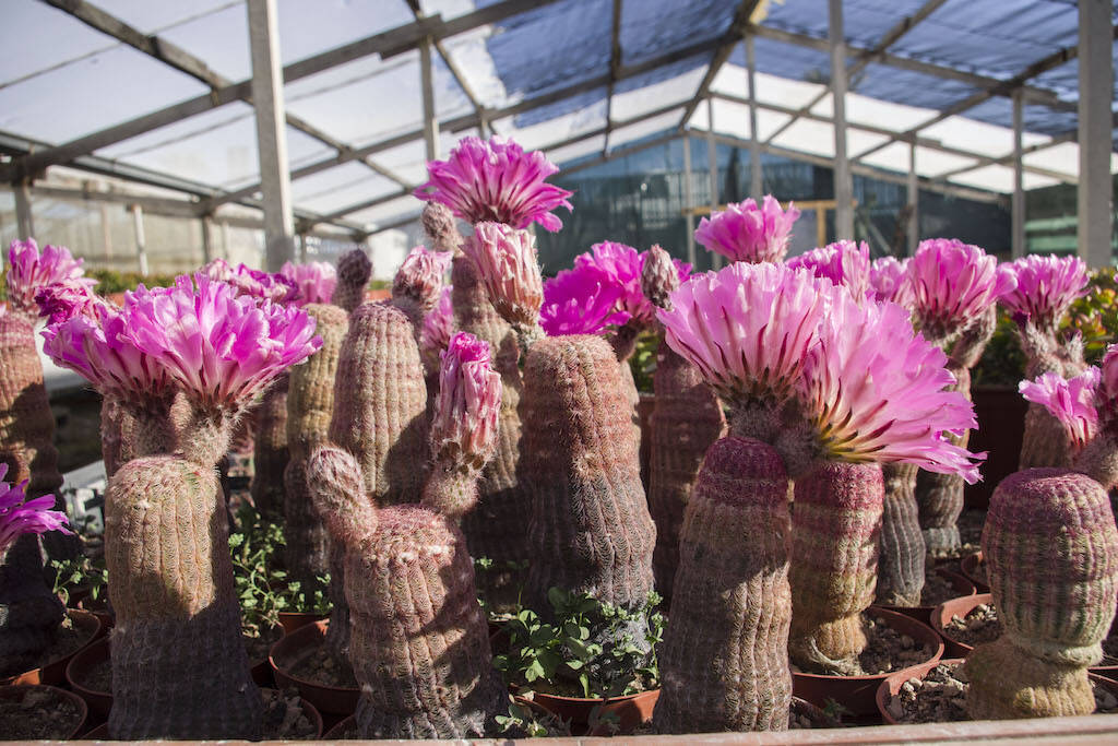 Echinocereus rigidissimus subs. rubispinus (collezione privata Mario Del Panta)