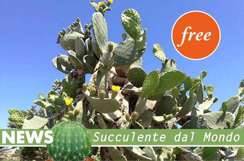 News dal mondo su succulente e cactus