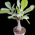 Adenium obesum