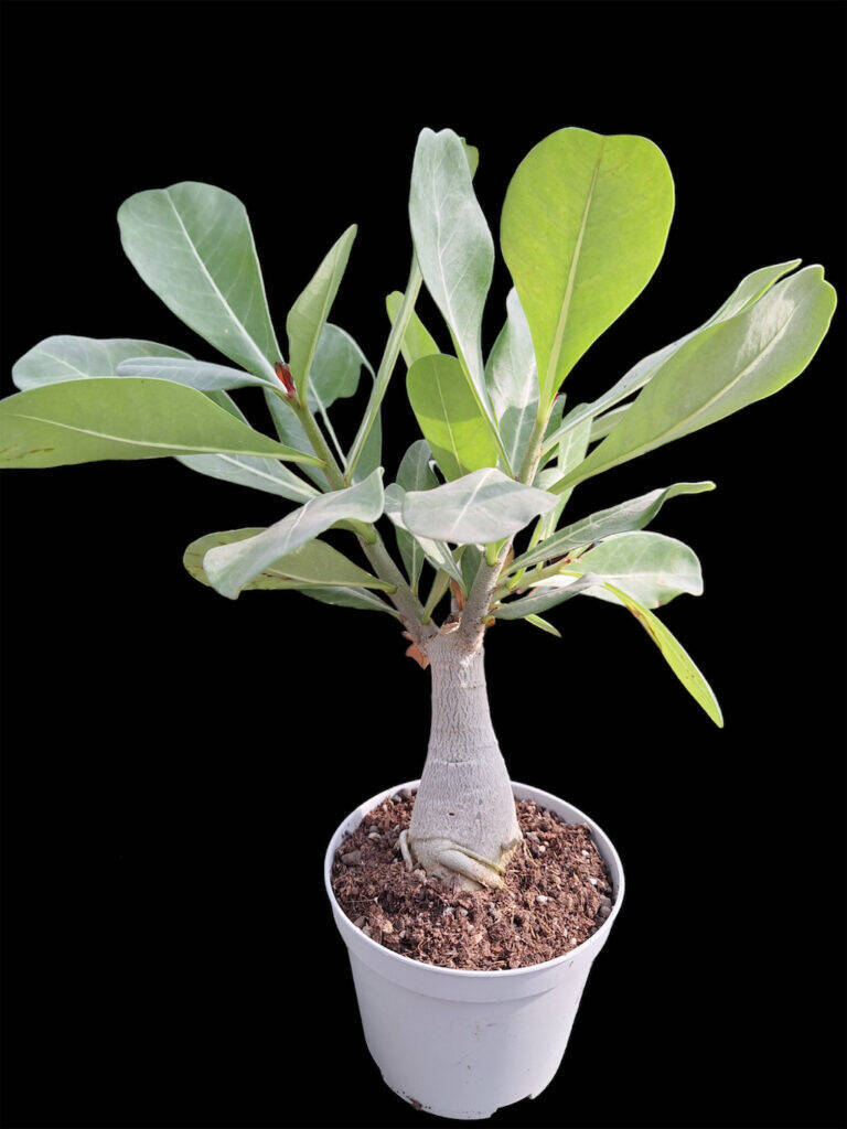 Adenium obesum