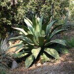 Agave ferox