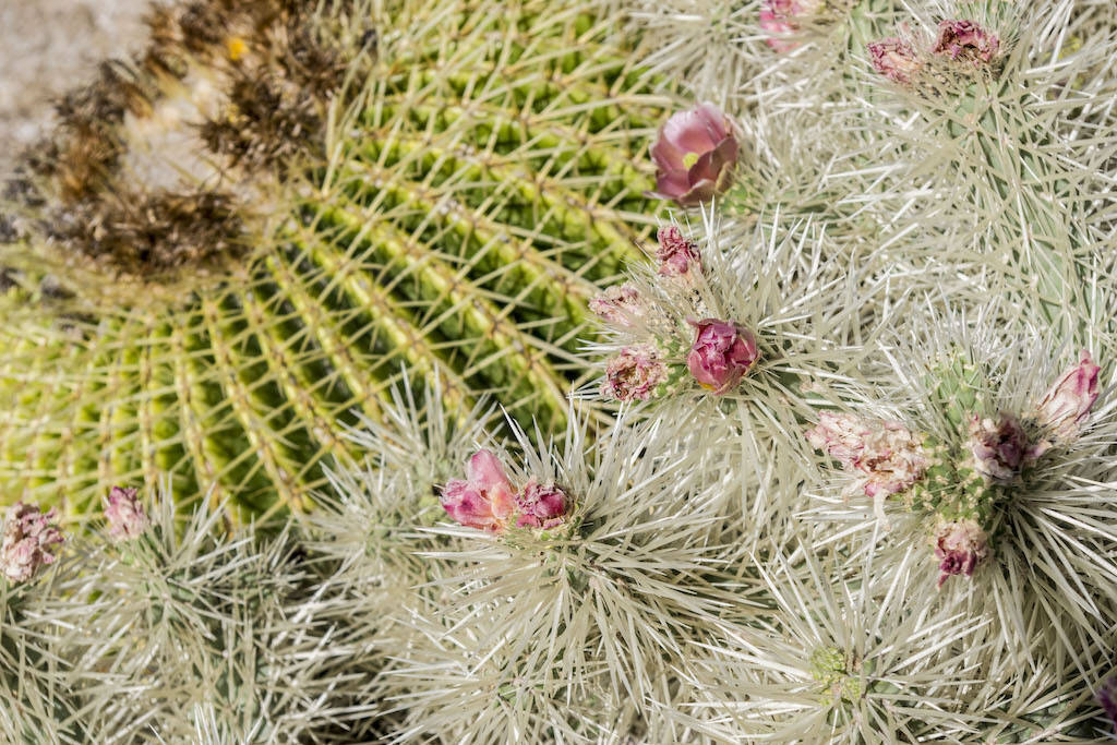 Piante grasse, succulente, cactus: che confusione… Impariamo a chiamare le nostre piante col giusto nome!