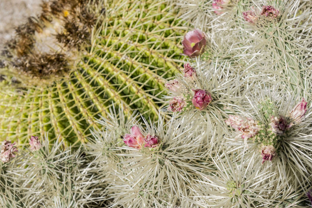 Echinocactus grusonii e Cylindropuntia