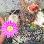 Echinocereus laui quasi morto con fiore