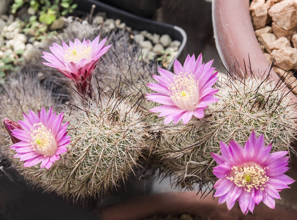 Succulents outdoor all year? Here are the ones that resist and the story of my “resurrected” Echinocereus
