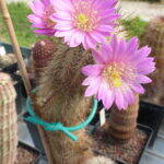 Echinocereus lauii