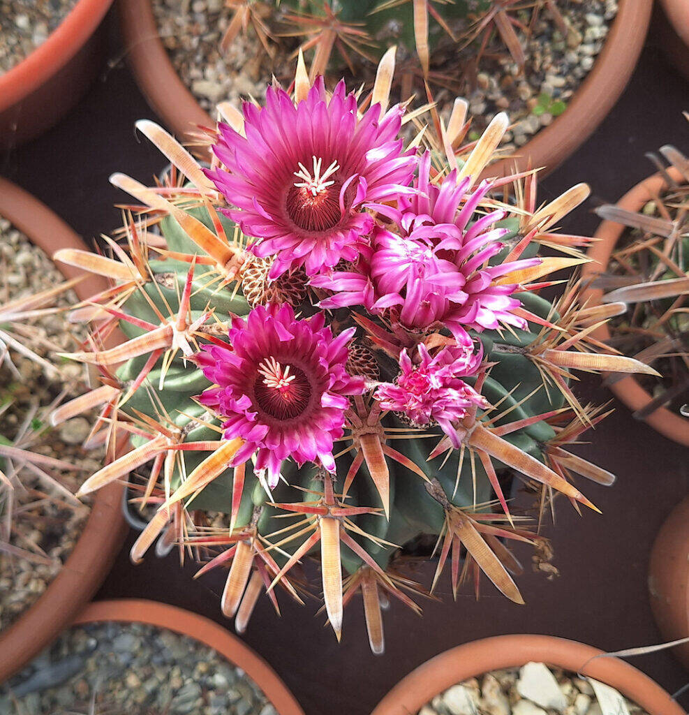 Ferocactus latispinus