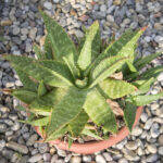 Aloe maculata