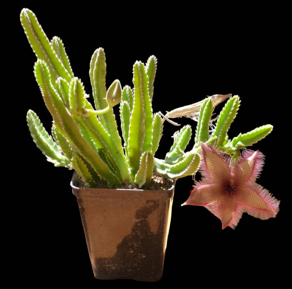 Stapelia hirsuta