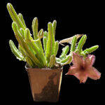 Stapelia hirsuta