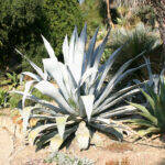 Agave beauleriana