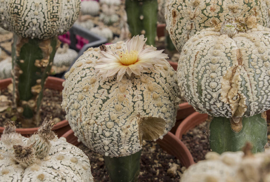 Astrophytum innestati