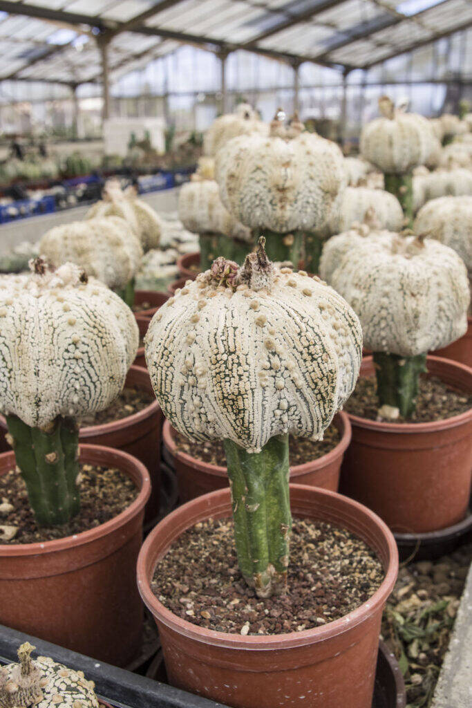 Astrophytum innesto