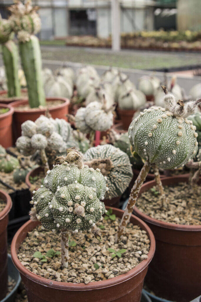 Astrophytum innestato