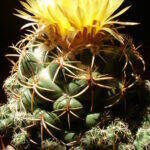 Coryphantha andreae